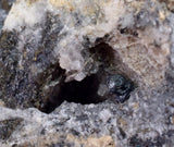 5.3cms NATIVE SILVER WIRE PERU ACANTHITE UCHUCCHACUA MINE MINERAL SPECIMEN HB170