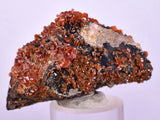 5.2cm VANADINITE HOLLANDITE CRYSTAL MIBLADEN MOROCCO  MINERAL SPECIMEN WB25