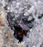 5.3cms NATIVE SILVER WIRE PERU ACANTHITE UCHUCCHACUA MINE MINERAL SPECIMEN HB170