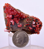 4.6cm VANADINITE HOLLANDITE CRYSTAL MIBLADEN MOROCCO  MINERAL SPECIMEN WB33