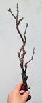 41cms GOLDEN BLACK CORAL PERU NATURAL BRANCH SEA GENUINE VB01