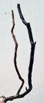 38cms GOLDEN BLACK CORAL PERU NATURAL BRANCH SEA GENUINE VB02