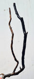 38cms GOLDEN BLACK CORAL PERU NATURAL BRANCH SEA GENUINE VB02