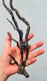 41cms GOLDEN BLACK CORAL PERU NATURAL BRANCH SEA GENUINE VB01