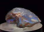 2.2 cms BLUE OPAL SHELL CLAMP FOSSIL AUSTRALIA COBBER PEDY 2000 DISCOVERY  OB141