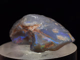 2.2 cms BLUE OPAL SHELL CLAMP FOSSIL AUSTRALIA COBBER PEDY 2000 DISCOVERY  OB141