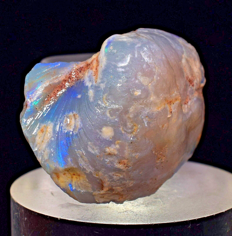2.2 cms BLUE OPAL SHELL CLAMP FOSSIL AUSTRALIA COBBER PEDY 2000 DISCOVERY  OB141