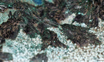 27cms GEM ATACAMITE MALACHITE HALLOYSITE UNKNOWN CRYSTALS CHILE AB247