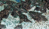 27cms GEM ATACAMITE MALACHITE HALLOYSITE UNKNOWN CRYSTALS CHILE AB247
