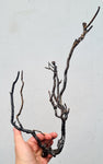 38cms GOLDEN BLACK CORAL PERU NATURAL BRANCH SEA GENUINE VB02