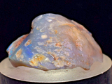 2.2 cms BLUE OPAL SHELL CLAMP FOSSIL AUSTRALIA COBBER PEDY 2000 DISCOVERY  OB141