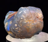 2.2 cms BLUE OPAL SHELL CLAMP FOSSIL AUSTRALIA COBBER PEDY 2000 DISCOVERY  OB141