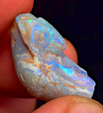 2.2 cms BLUE OPAL SHELL CLAMP FOSSIL AUSTRALIA COBBER PEDY 2000 DISCOVERY  OB141