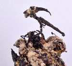 9.5cm NATIVE SILVER WIRES PERU UCHUCCHACUA MINE PYRITE PROUSTITE MANGANITE HB163