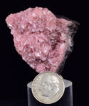 4.3cms RHODOCHROSITE CRYSTAL  N'CHWANING II MINE SOUTH AFRICA  RB652