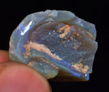 2.2 cms BLUE OPAL SHELL CLAMP FOSSIL AUSTRALIA COBBER PEDY 2000 DISCOVERY  OB141