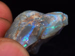 2.2 cms BLUE OPAL SHELL CLAMP FOSSIL AUSTRALIA COBBER PEDY 2000 DISCOVERY  OB141