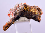 3.1cms GEM RED CROCOITE CRYSTALS CLUSTER MATRIX ADELAIDE MINE AUSTRALIA ZB35
