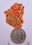 3.1cms GEM RED CROCOITE CRYSTALS CLUSTER MATRIX ADELAIDE MINE AUSTRALIA ZB36