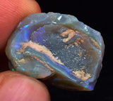 2.2 cms BLUE OPAL SHELL CLAMP FOSSIL AUSTRALIA COBBER PEDY 2000 DISCOVERY  OB141