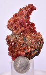 5.8cm VANADINITE HOLLANDITE CRYSTAL MIBLADEN MOROCCO  MINERAL SPECIMEN WB24