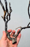 38cms GOLDEN BLACK CORAL PERU NATURAL BRANCH SEA GENUINE VB02