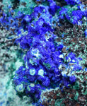 7.1cms AZURITE MALCHITE CRYSTALS PERU MINERAL SPECIMEN CUSCO UB209