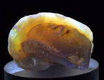 2.2 cms BLUE OPAL SHELL CLAMP FOSSIL AUSTRALIA COBBER PEDY 2000 DISCOVERY  OB141