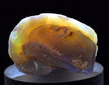 2.2 cms BLUE OPAL SHELL CLAMP FOSSIL AUSTRALIA COBBER PEDY 2000 DISCOVERY  OB141