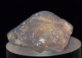 2.2 cms BLUE OPAL SHELL CLAMP FOSSIL AUSTRALIA COBBER PEDY 2000 DISCOVERY  OB141