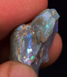 2.2 cms BLUE OPAL SHELL CLAMP FOSSIL AUSTRALIA COBBER PEDY 2000 DISCOVERY  OB141