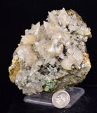 9.5cms CALCITE TOOTH DOG WITH QUARTZ CRYSTALS PERU SHINY MINERAL SPECIMEN GB46