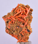 3.1cms GEM RED CROCOITE CRYSTALS CLUSTER MATRIX ADELAIDE MINE AUSTRALIA ZB36