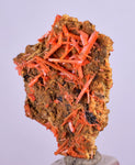 3.1cms GEM RED CROCOITE CRYSTALS CLUSTER MATRIX ADELAIDE MINE AUSTRALIA ZB36
