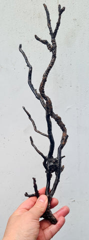41cms GOLDEN BLACK CORAL PERU NATURAL BRANCH SEA GENUINE VB01