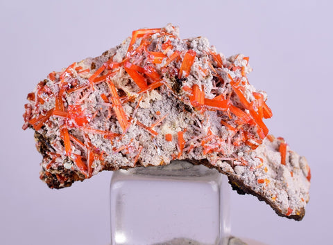 3.1cms GEM RED CROCOITE CRYSTALS CLUSTER MATRIX ADELAIDE MINE AUSTRALIA ZB35