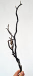 40cms GOLDEN BLACK CORAL POLISHED PERU NATURAL BRANCH SEA GENUINE VB05