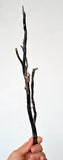 40cms GOLDEN BLACK CORAL POLISHED PERU NATURAL BRANCH SEA GENUINE VB05