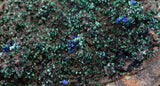 16cms GEM BROCHANTITE ATACAMITE LINARITE CHRYSOCOLLA CHILE Z43