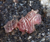 4.6cms GEM RHODOCHROSITE CRYSTALS PERU UCHUCCHACUA MINE MINERAL SPECIMEN RB350