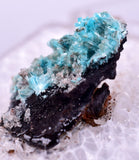1.6cm AURICHALCITE CRYSTALS DURANGO MEXICO MINERAL SPECIMEN WB29