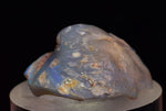 2.2 cms BLUE OPAL SHELL CLAMP FOSSIL AUSTRALIA COBBER PEDY 2000 DISCOVERY  OB141