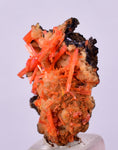 2.2cms GEM RED CROCOITE CRYSTALS CLUSTER MATRIX ADELAIDE MINE AUSTRALIA ZB39