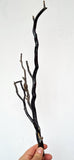 40cms GOLDEN BLACK CORAL POLISHED PERU NATURAL BRANCH SEA GENUINE VB05