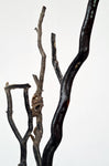 40cms GOLDEN BLACK CORAL POLISHED PERU NATURAL BRANCH SEA GENUINE VB05