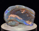 2.2 cms BLUE OPAL SHELL CLAMP FOSSIL AUSTRALIA COBBER PEDY 2000 DISCOVERY  OB141