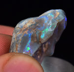 2.2 cms BLUE OPAL SHELL CLAMP FOSSIL AUSTRALIA COBBER PEDY 2000 DISCOVERY  OB141
