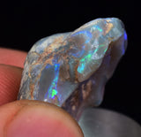 2.2 cms BLUE OPAL SHELL CLAMP FOSSIL AUSTRALIA COBBER PEDY 2000 DISCOVERY  OB141