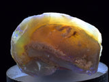 2.2 cms BLUE OPAL SHELL CLAMP FOSSIL AUSTRALIA COBBER PEDY 2000 DISCOVERY  OB141