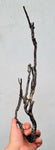38cms GOLDEN BLACK CORAL PERU NATURAL BRANCH SEA GENUINE VB02